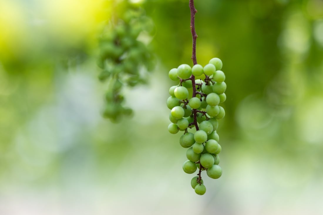 日本のぶどうによる日本のワイン造り