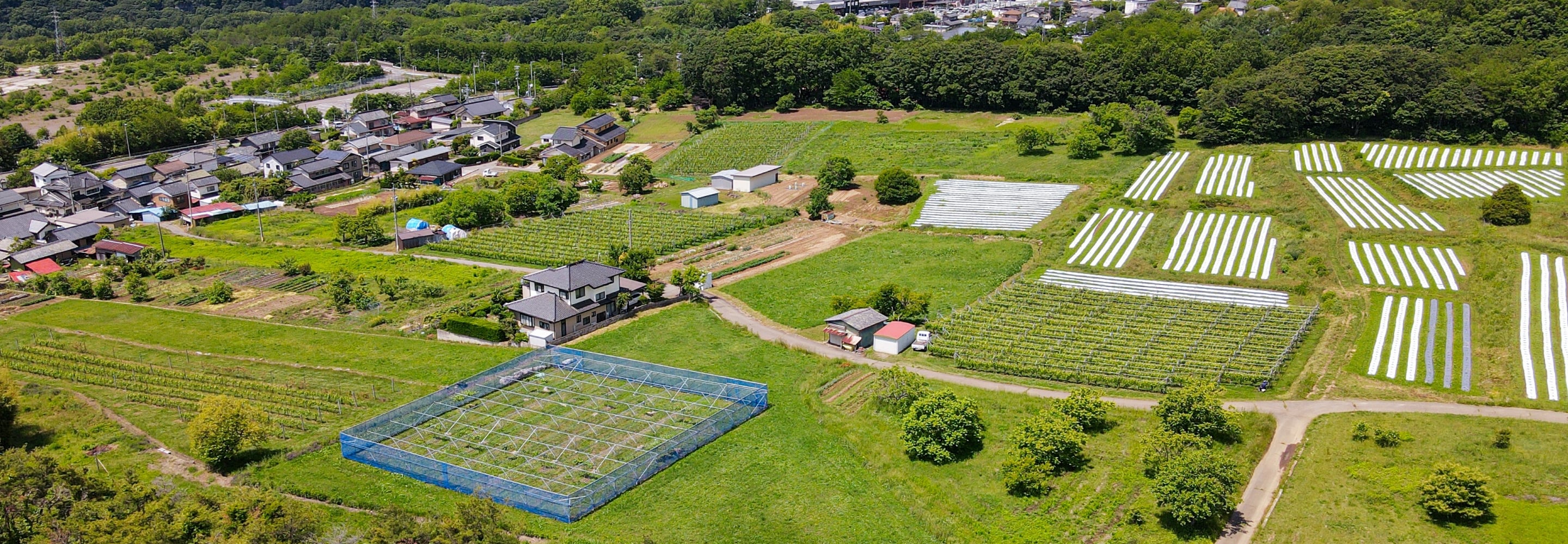 ワイナリーの風景