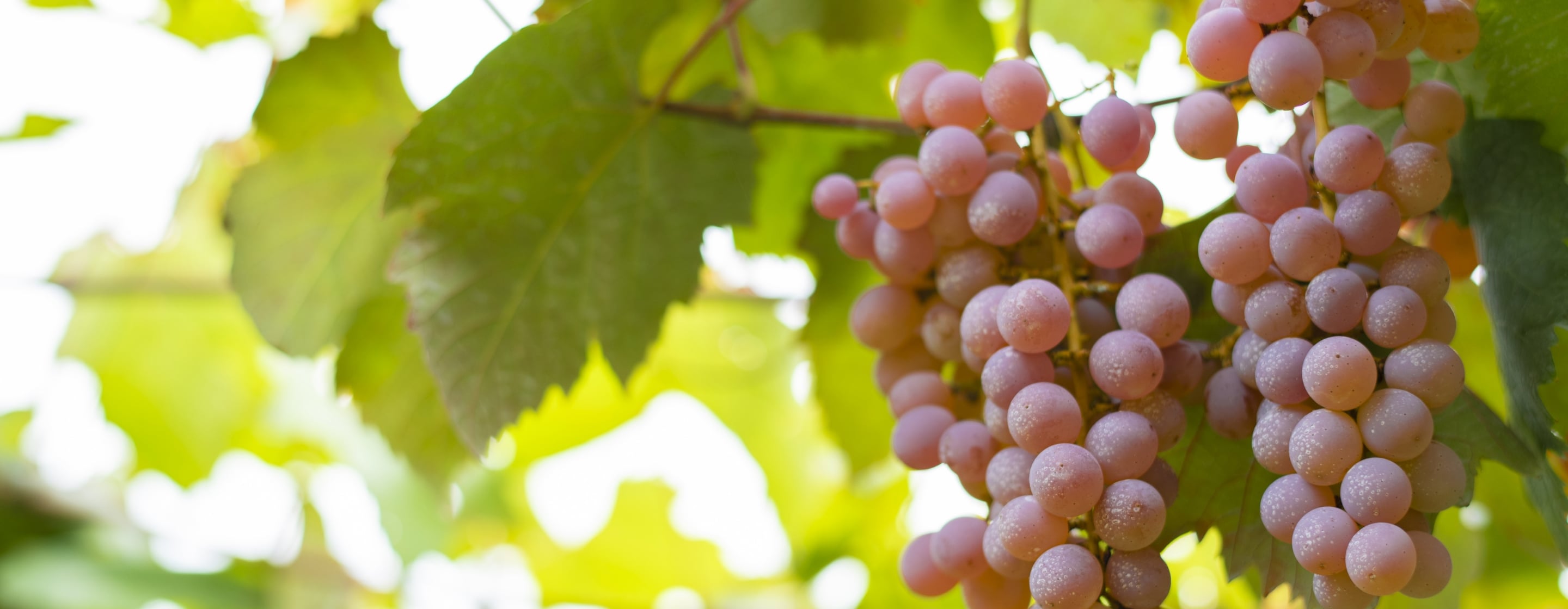 マンズワインについて