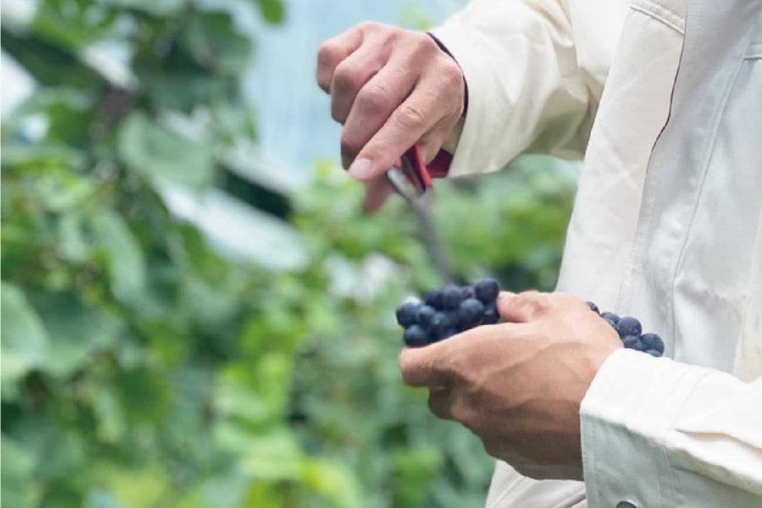 土地に合う品種を探し求める