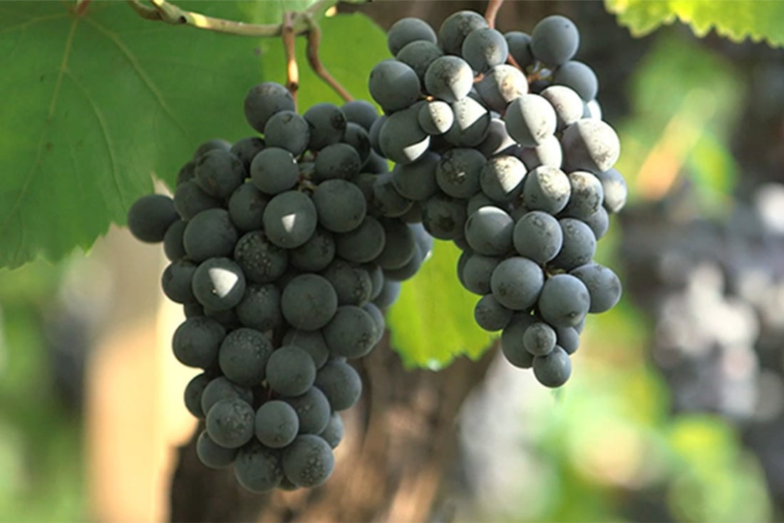 マスカット・ベーリーA