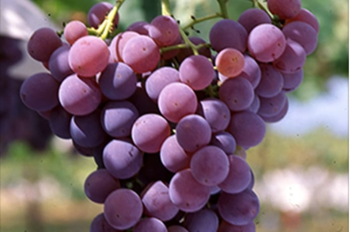 龍眼（善光寺）