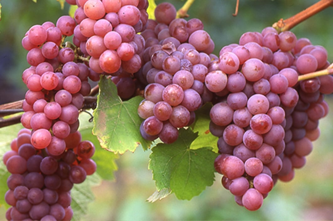 シャルドネ・ドゥ・コライユ