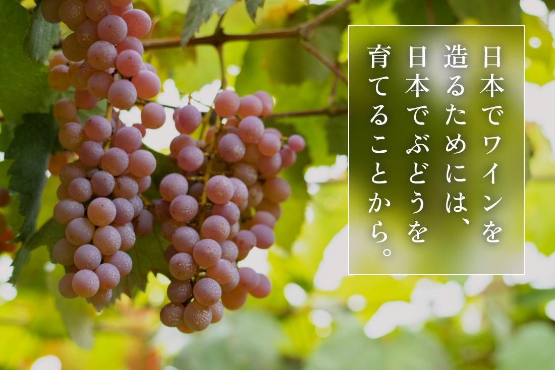 マンズワインの歴史 | マンズワイン株式会社