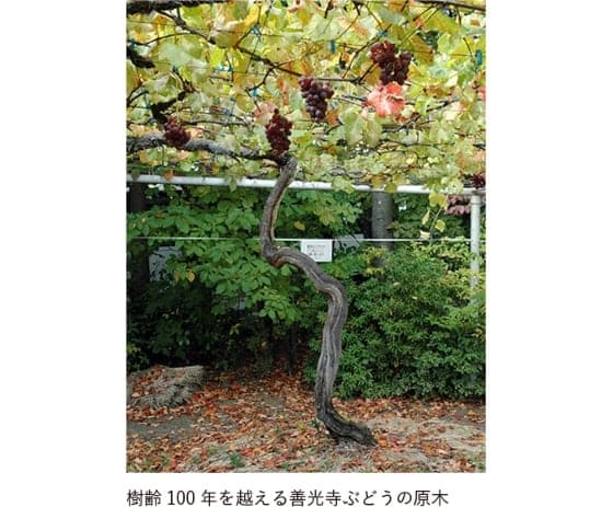 【転換】棚から垣根へ、善光寺から欧州系品種へ。
