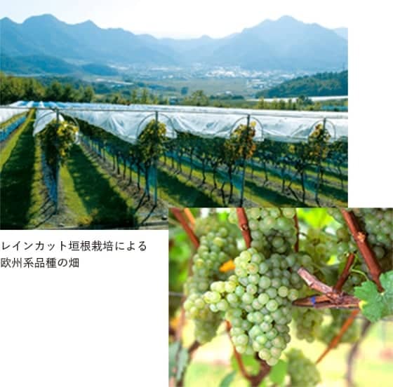 「マンズ・レインカット垣根栽培方式」を確立、特許出願