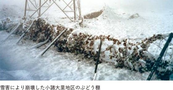 勝沼ワイナリー建設第一期工事完了