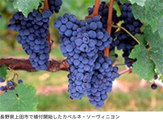 長野県上田市東山地区でカベルネ・ソーヴィニヨン植付開始