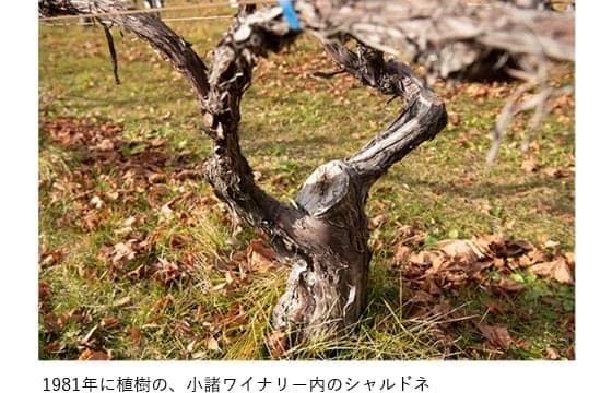 第49回リュブリアーナ国際ワインコンクールで「ソラリス 信州 シャルドネ 樽仕込 2001」金賞受賞