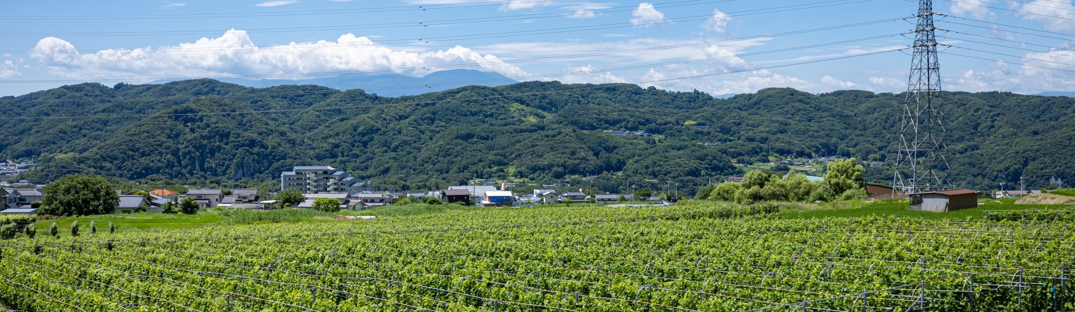 「日本ワイン」というブランド