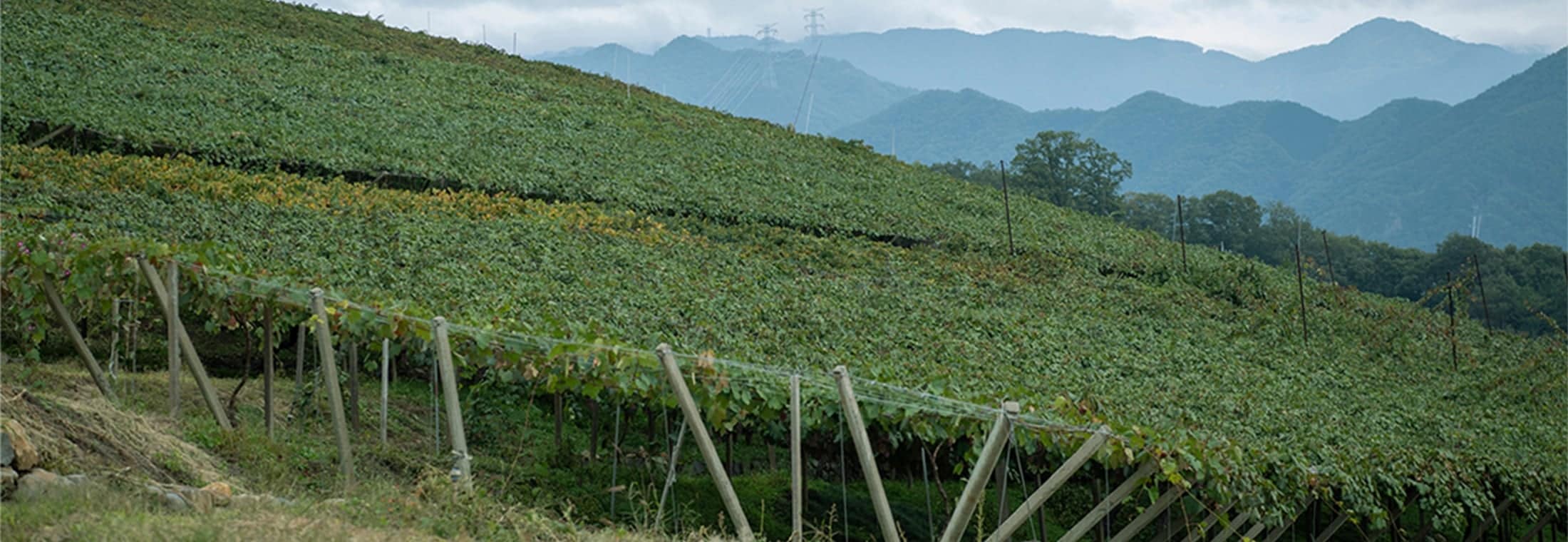山梨県山梨市牧丘町の斜面に広がる甲州の畑