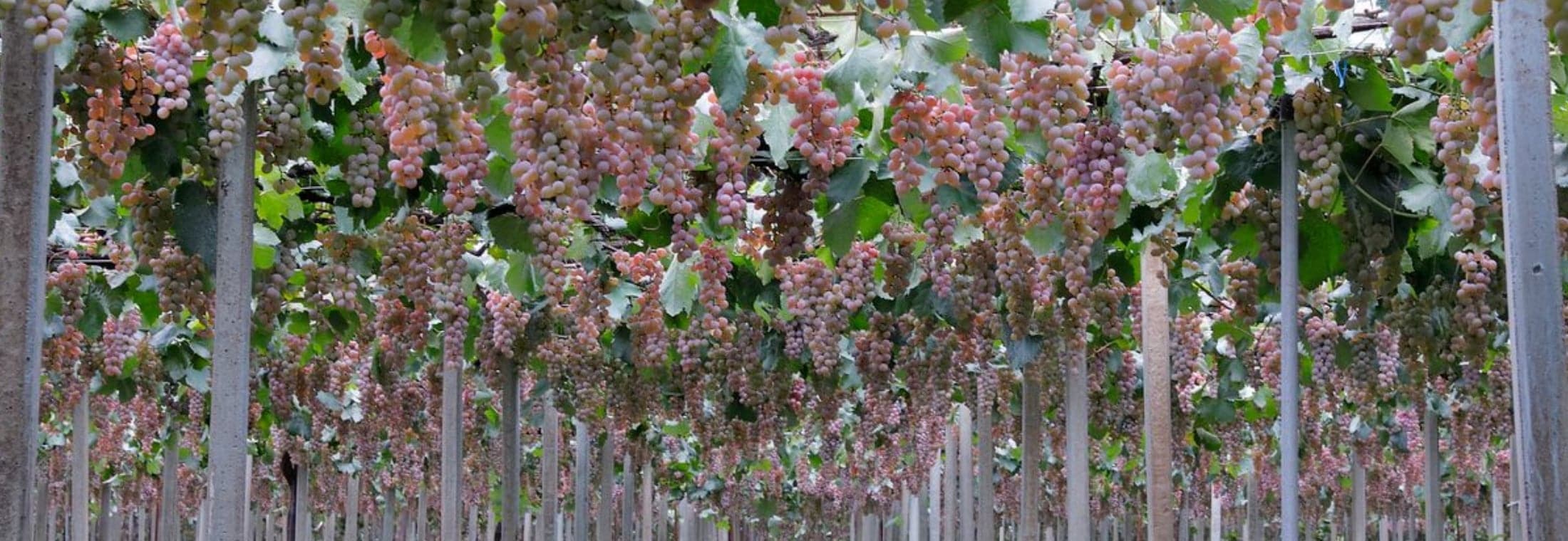 たわわに実をつけた棚栽培の甲州