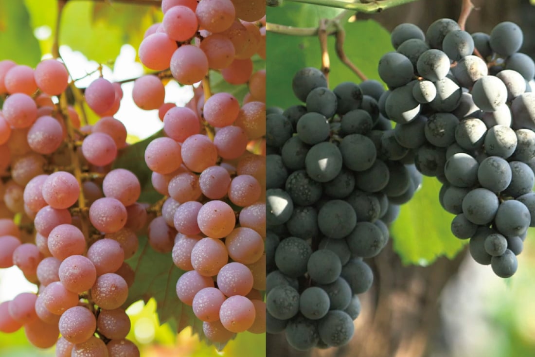 ぶどうのフレッシュさ