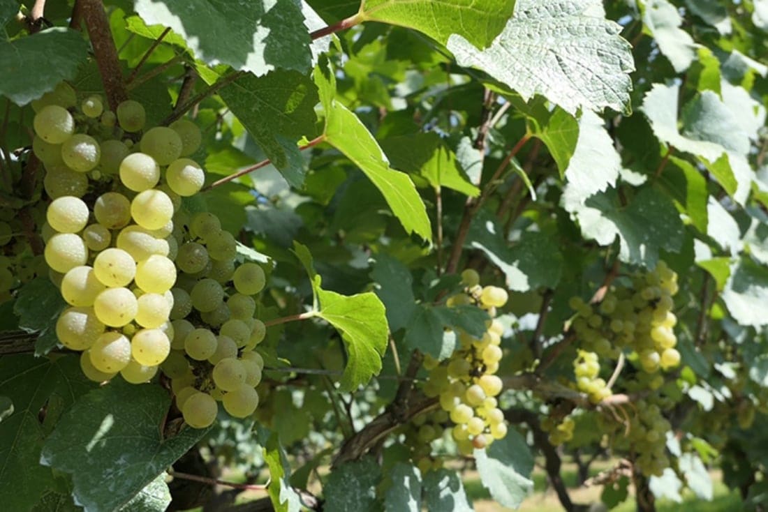 1981年から植え付けを開始したシャルドネの古樹