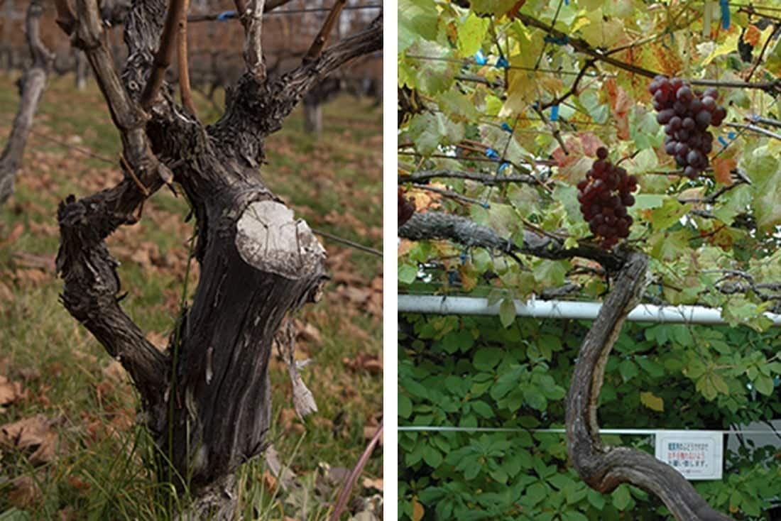 樹齢100余年の善光寺ぶどう