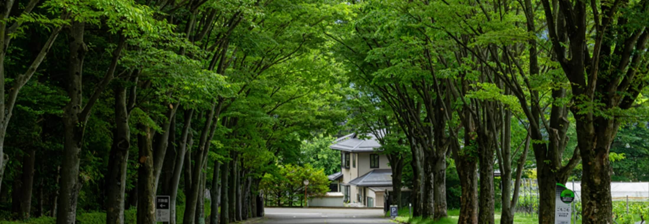 小諸眺望百景にも選ばれたけやき並木
