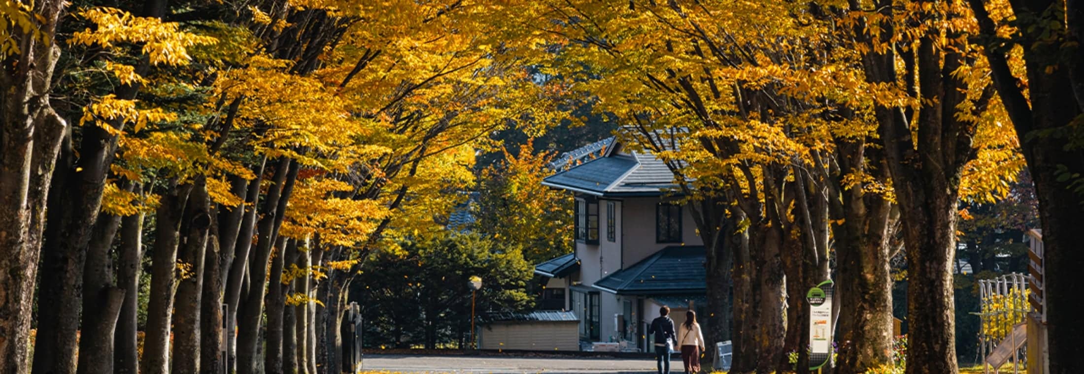小諸眺望百景にも選ばれたけやき並木（秋）
