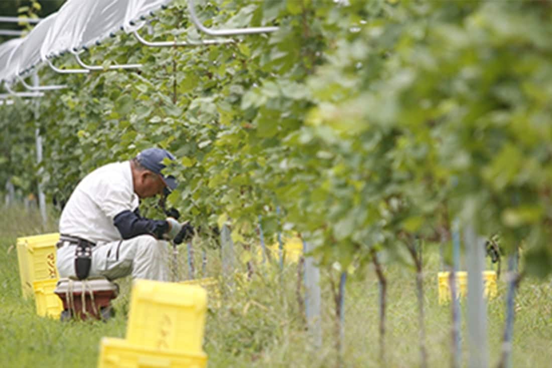 マンズレインカット栽培法のぶどう畑
