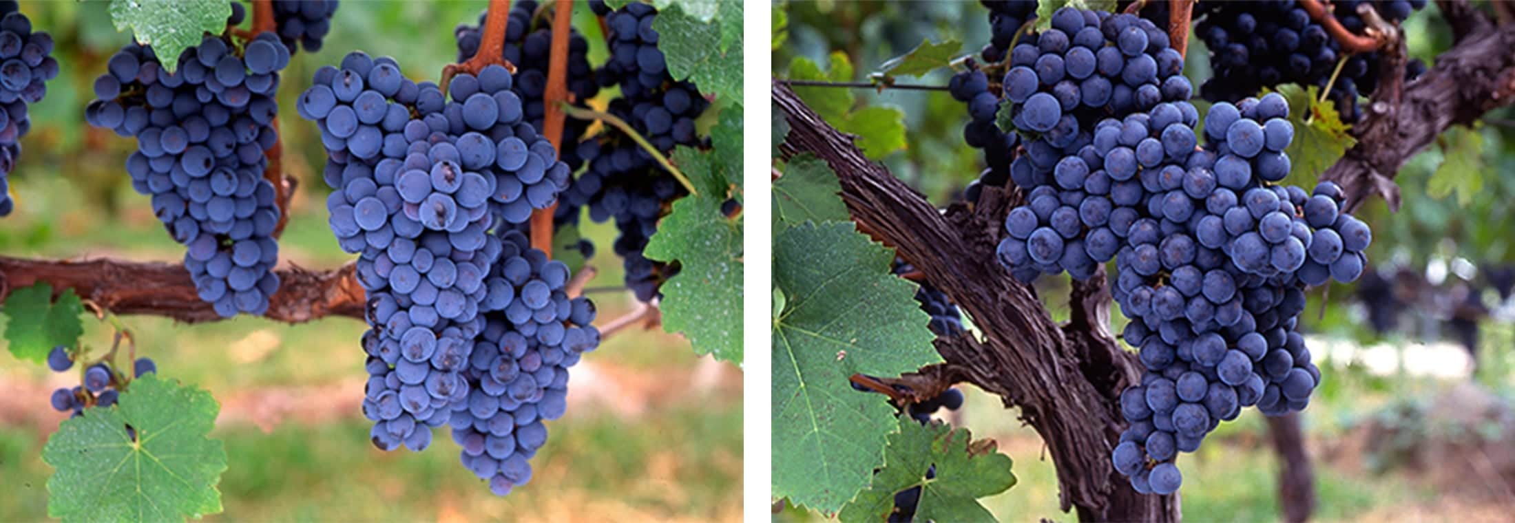 左：カベルネ・ソーヴィニヨン  右：メルロー