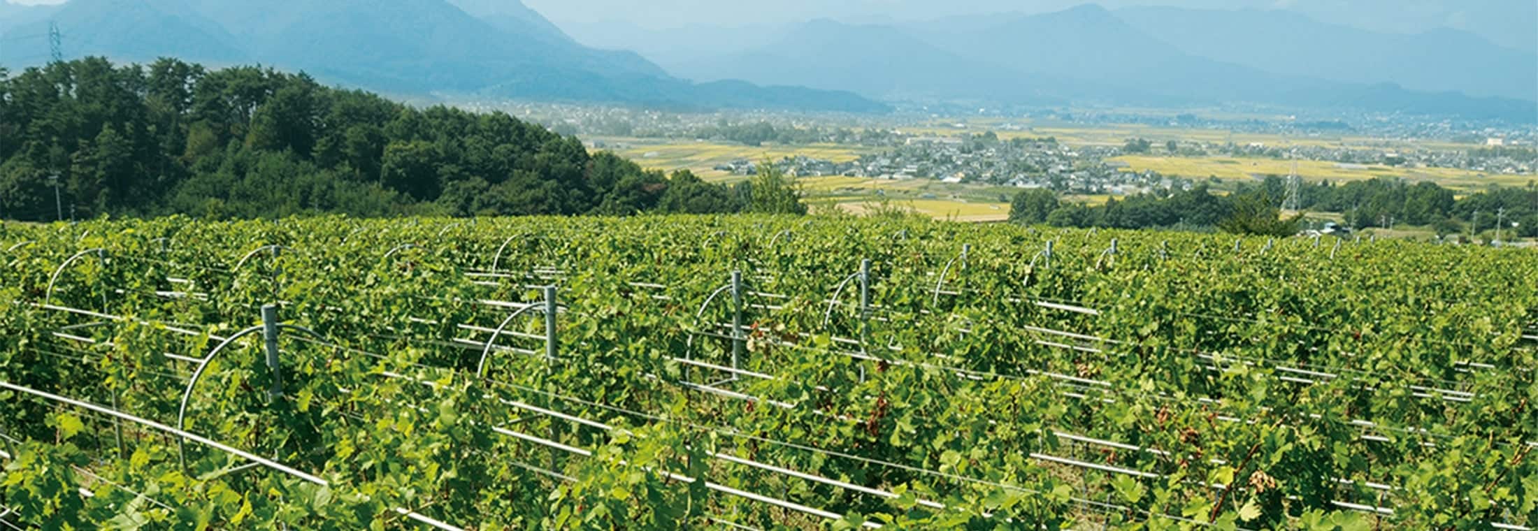 マンズワインがぶどう栽培の適地として選んだ長野県上田市塩田平東山地区