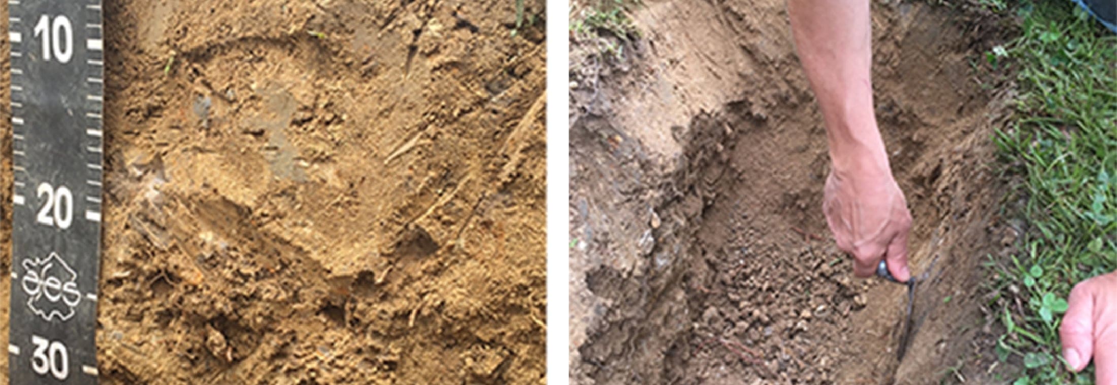 粘土質の複雑な土壌を掘り起こせば、海底だったことを物語る丸い小石がたくさん出土する