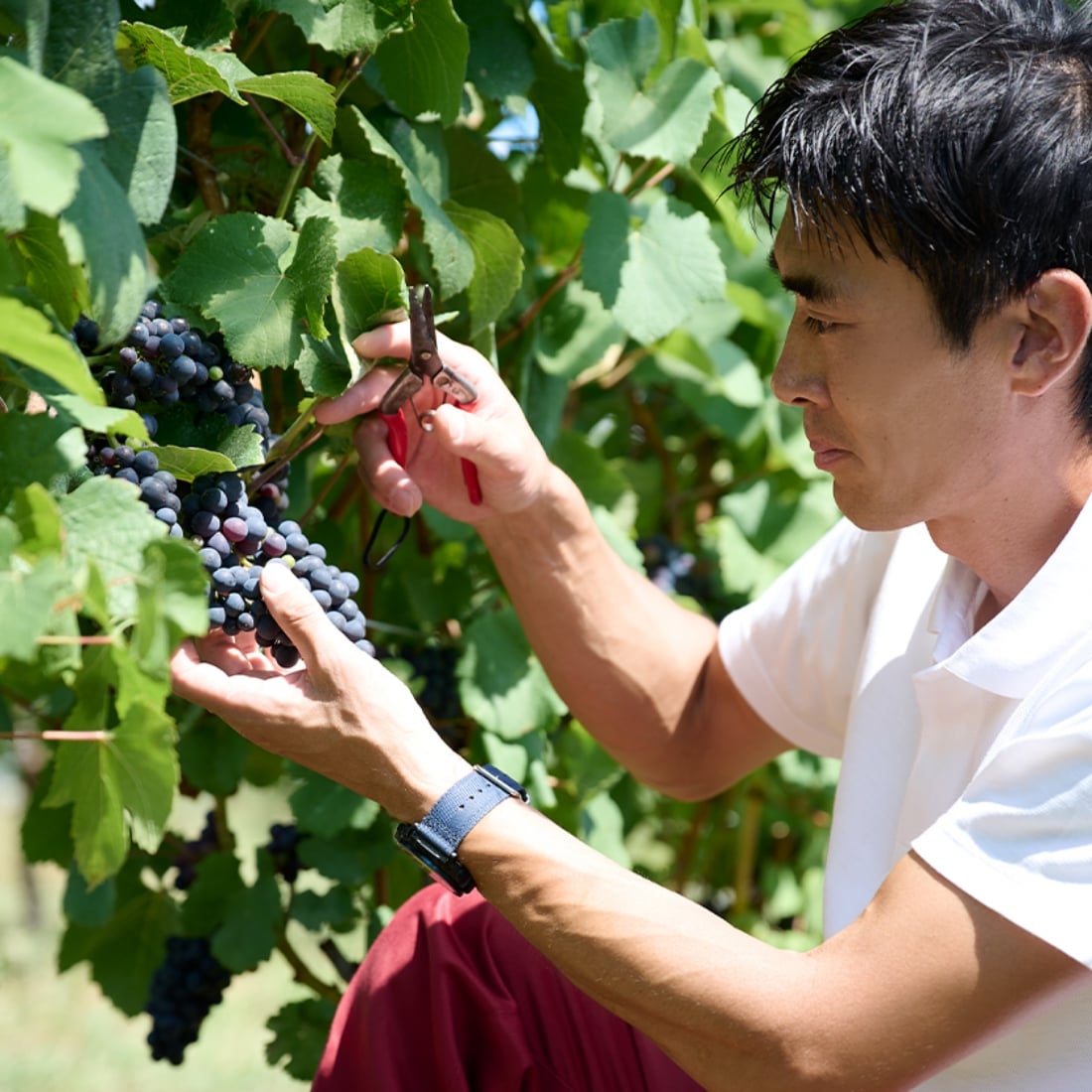 学生時代に出会った「ソラリス」その造り手を目指しマンズワインへ