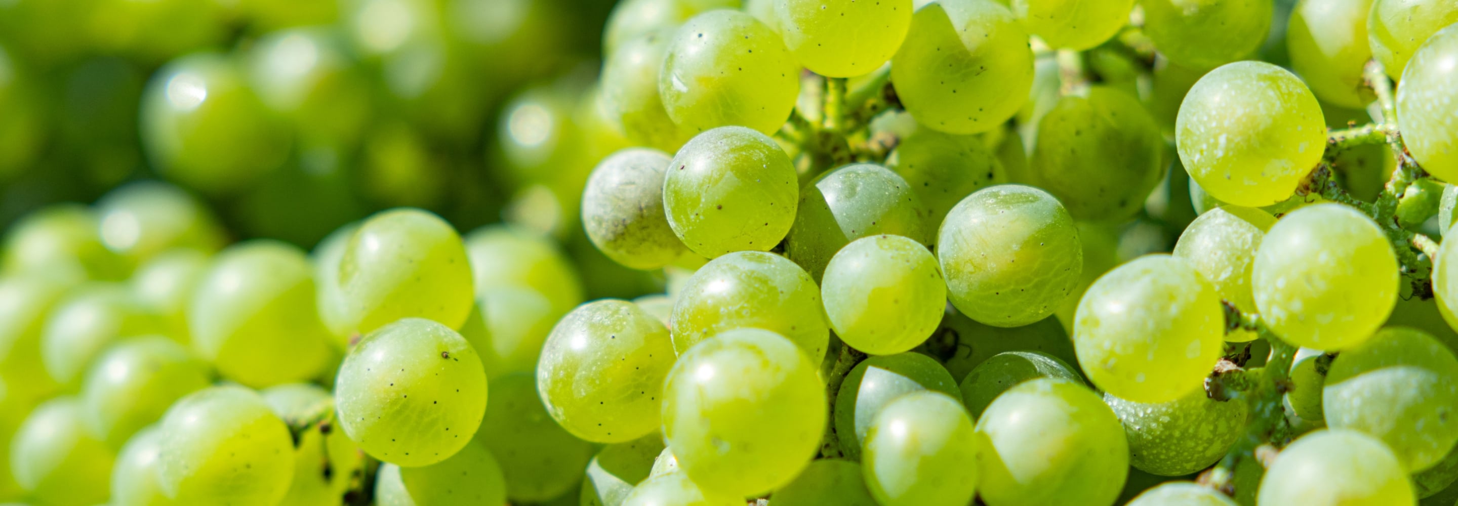 春・夏・秋・冬という４つの季節を持ち、高温多湿な日本。