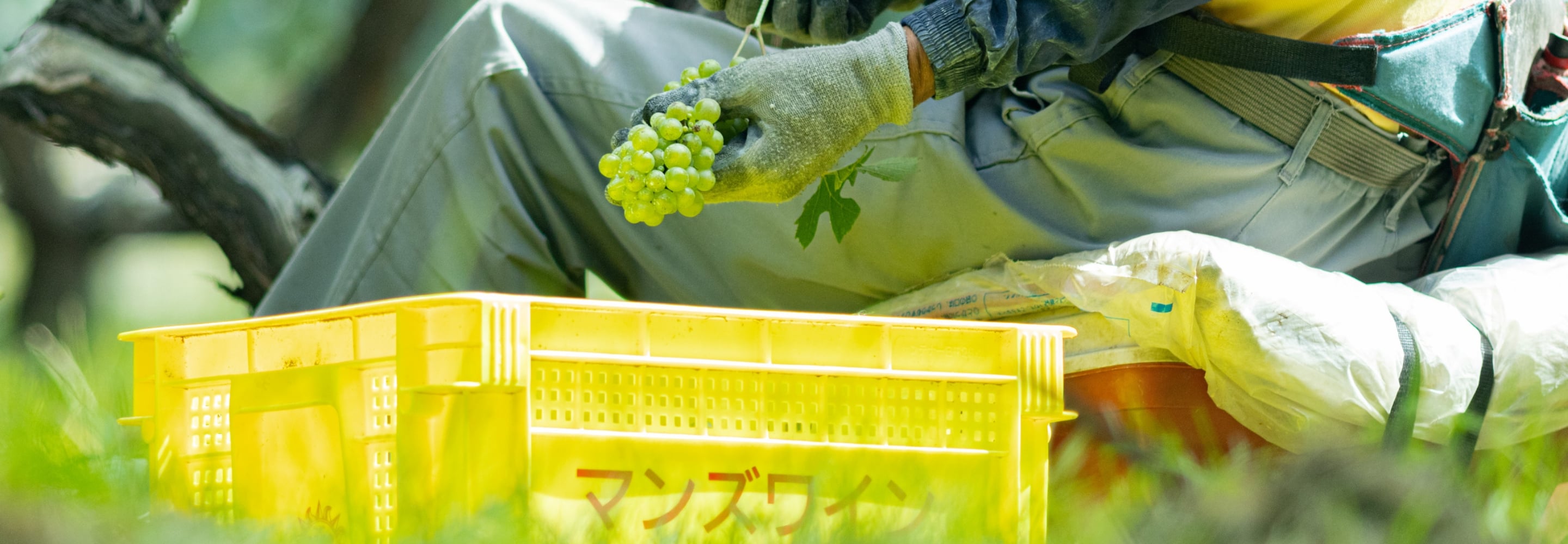 探求心と情熱を抱く人材をフランスやドイツへ派遣し、新世界のワイン造りを知るためにアメリカやオーストラリアへも送り出しました。