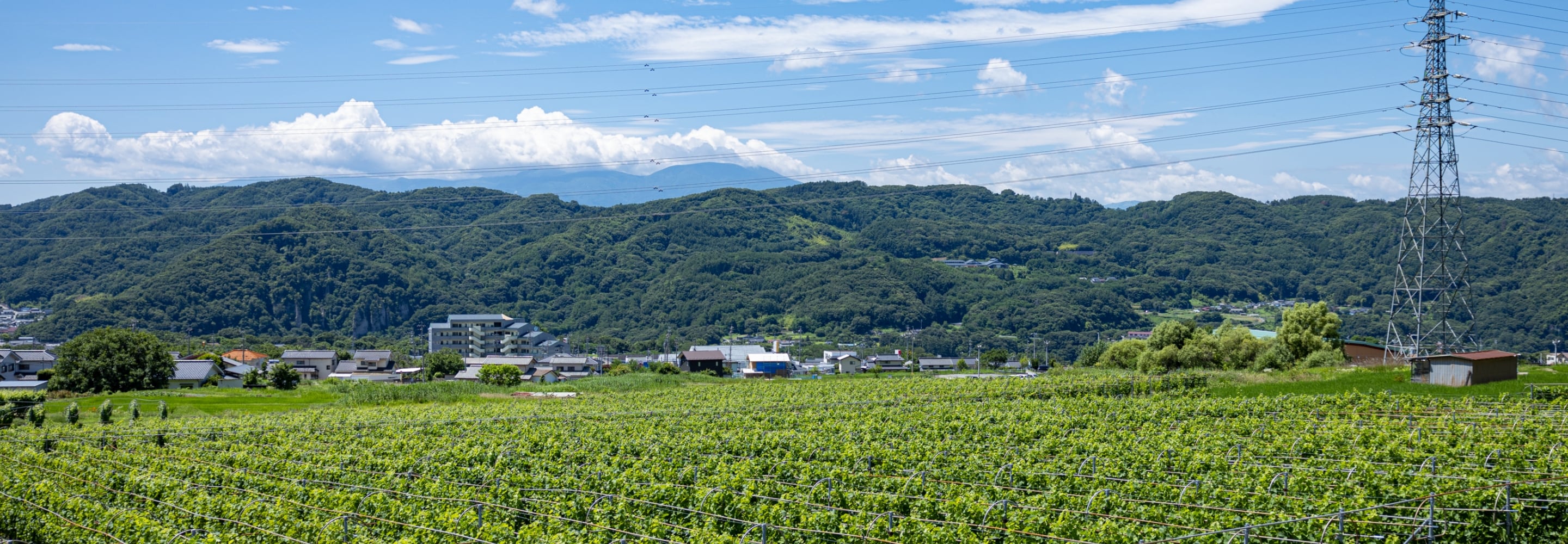 青空の下、広がるぶどう畑と、その奥に続く町並みと山々の風景。手前一面に緑の畑が広がり、自然と人の営みが共存する土地の様子が写っている。