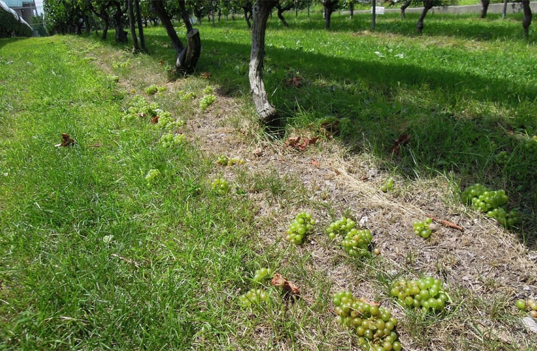 ぶどう畑の畝の間の地面に、落ちた緑色のぶどうが点々と並んでいる様子。木の列と草地が続き、収穫や選果の現場を感じさせる風景。