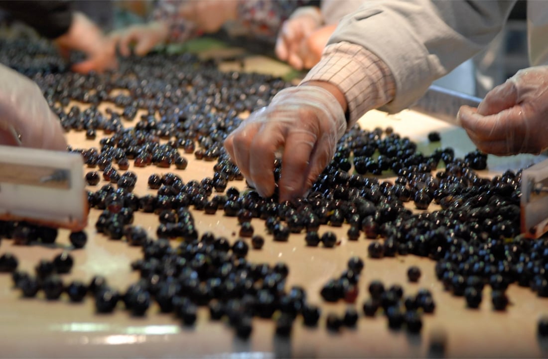 作業台の上に広げられた黒ぶどうを、手袋をした複数の人が一粒ずつ選別している様子。傷んだ実を取り除く、丁寧な選果作業の現場が写っている。