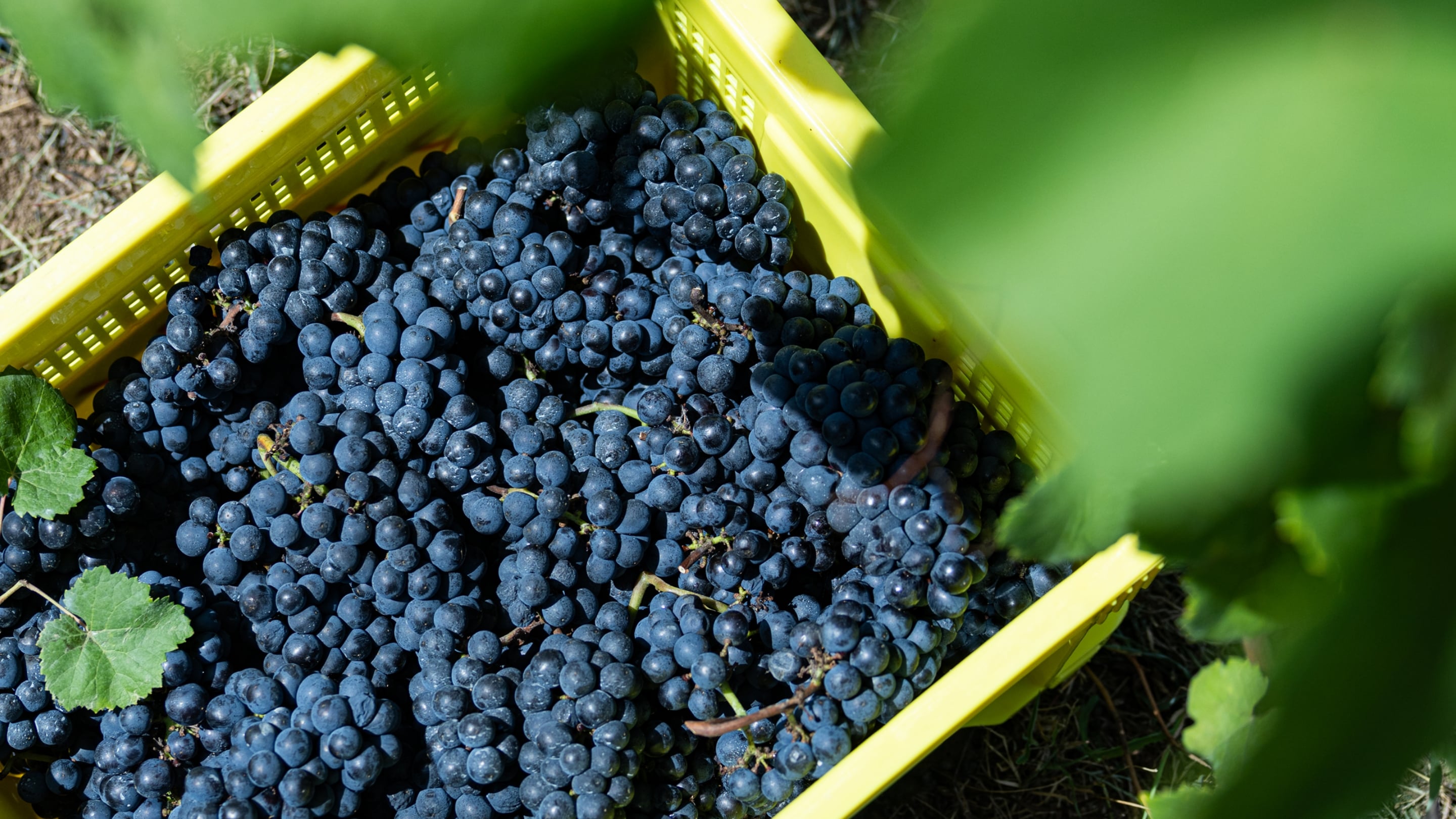 ぶどう畑の地面に置かれた黄色いコンテナいっぱいに、収穫された黒ぶどうが詰められている様子。周囲にぶどうの葉が写り込み、日差しの下で収穫直後の新鮮さが伝わる。