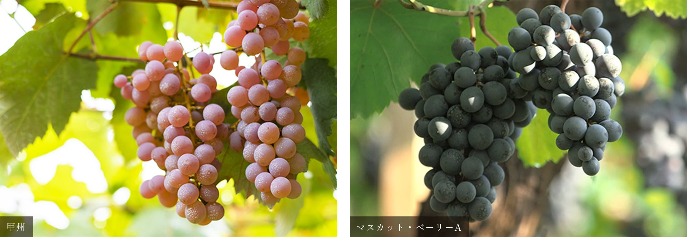 甲州、マスカット・ベーリーA