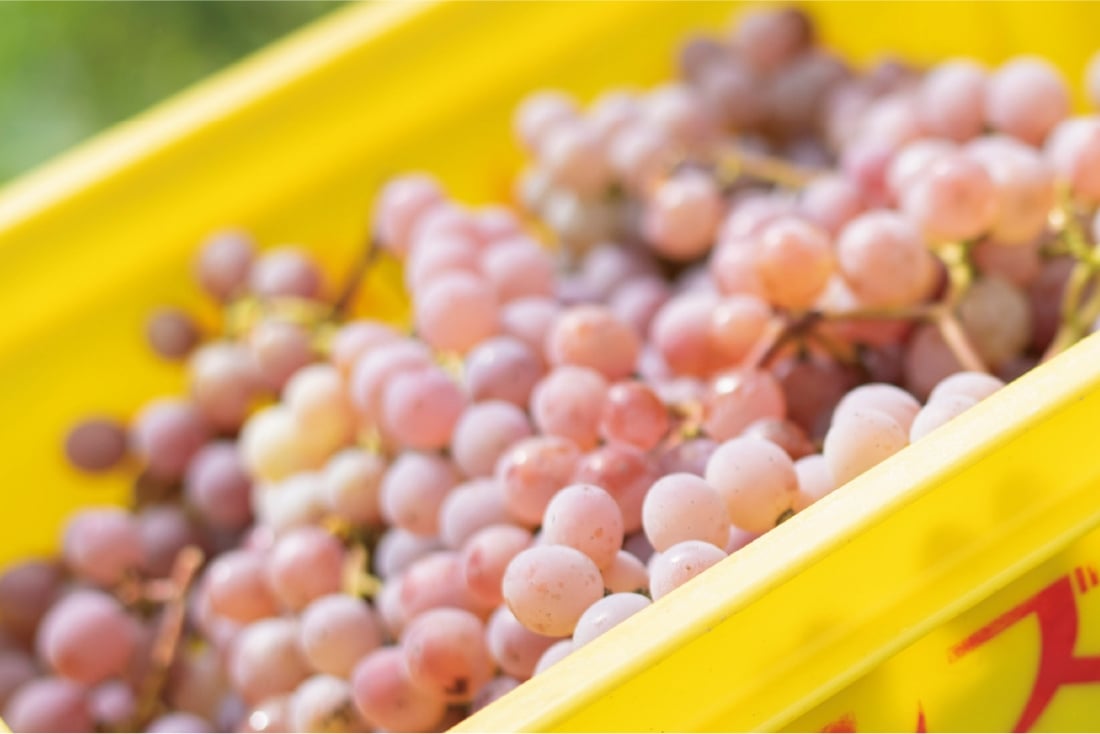 高品質なぶどうを選び抜く