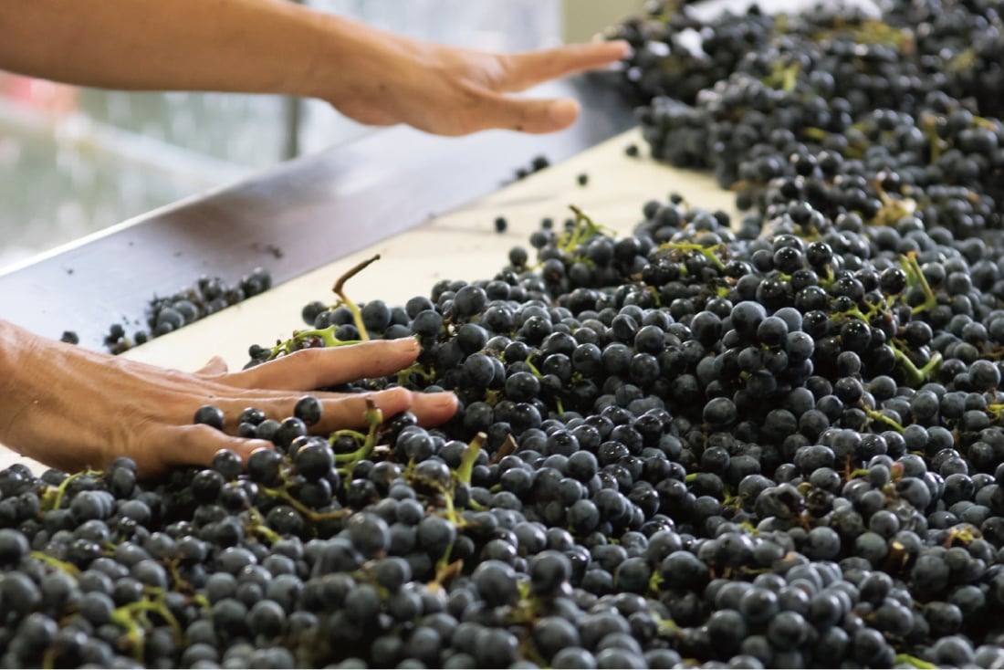 健全できれいなぶどうだけで