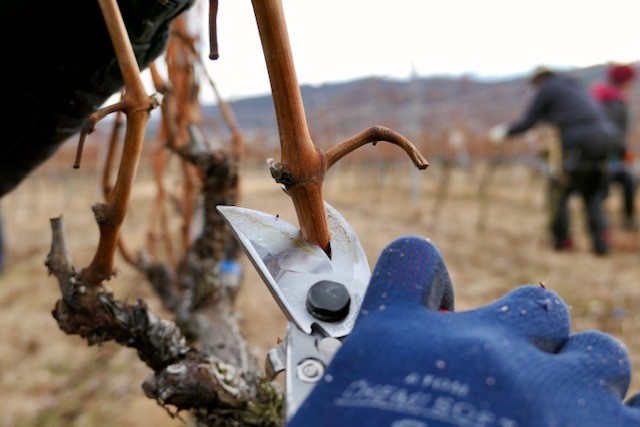 冬の剪定＜小諸＞