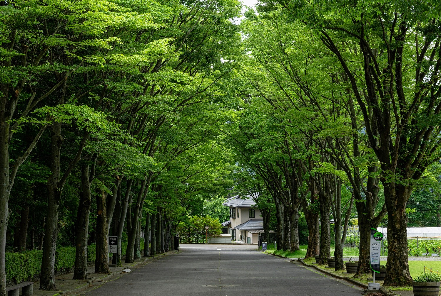 樹齢40年のシャルドネと日本庭園が迎える、小諸ワイナリーの魅力