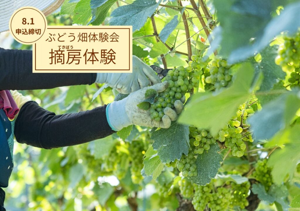【ぶどう畑体験会】小諸ワイナリーにて「摘房体験」を開催