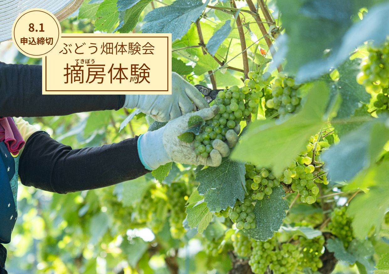 【ぶどう畑体験会】小諸ワイナリーにて「摘房体験」を開催